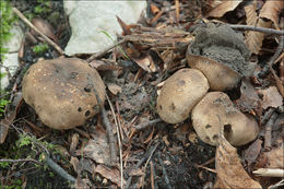 Image of Scleroderma areolatum Ehrenb. 1818