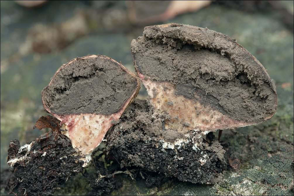 Image of Scleroderma areolatum Ehrenb. 1818