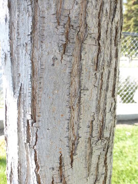 Image of Norway Maple