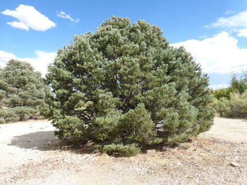 Imagem de Pinus monophylla Torr. & Frém.