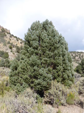 Image of singleleaf pinyon