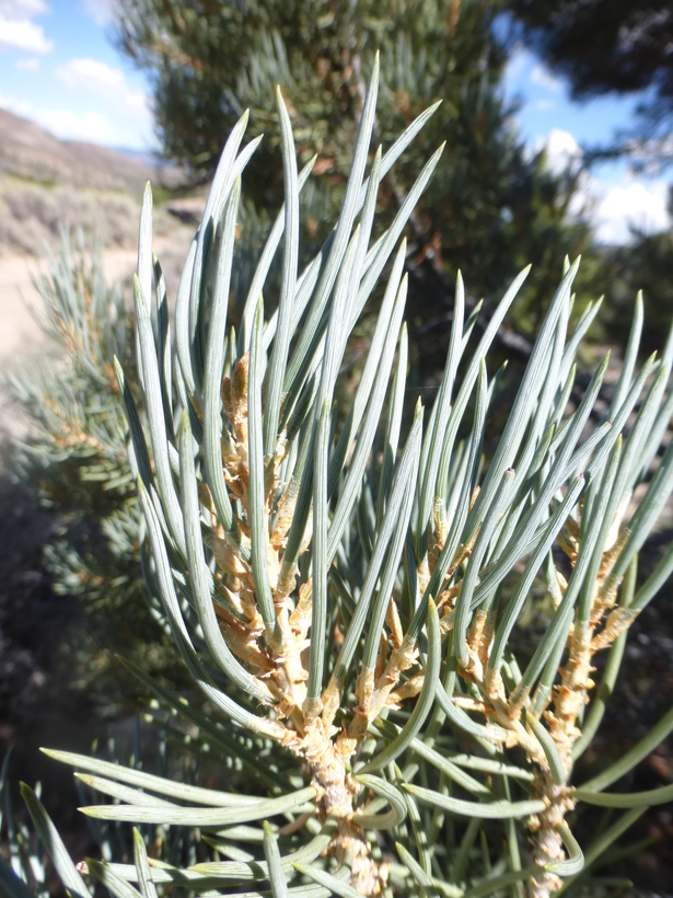 Image of singleleaf pinyon