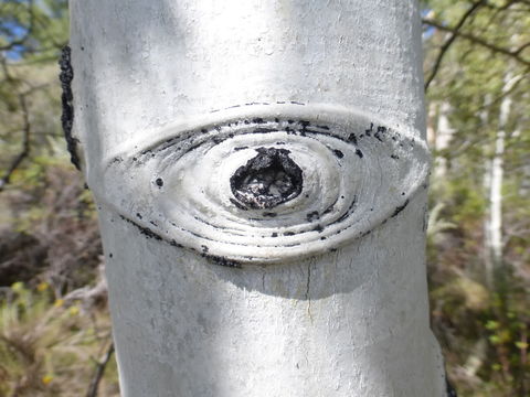 Image of quaking aspen