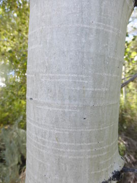 Image of quaking aspen