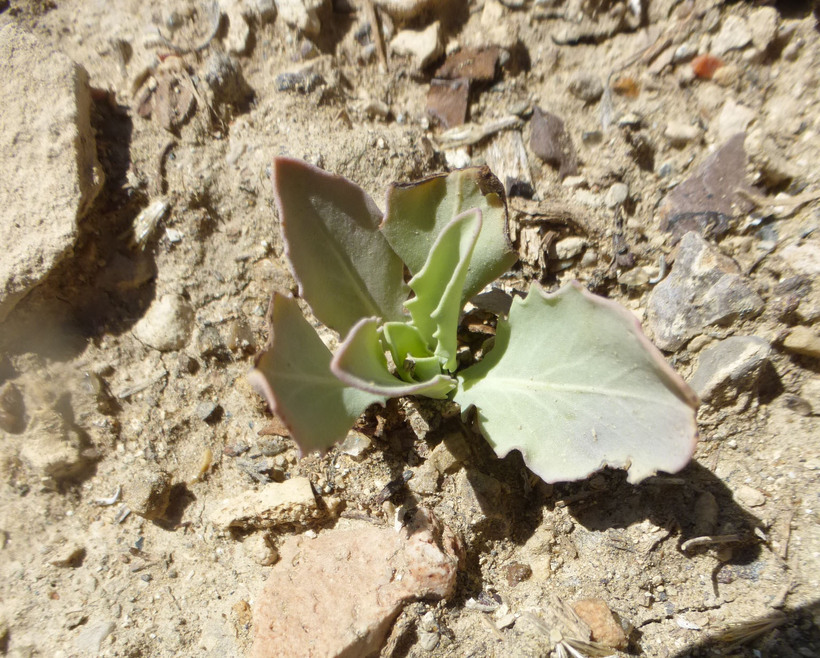 Image of thickstem wild cabbage