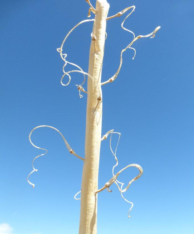 Image of thickstem wild cabbage