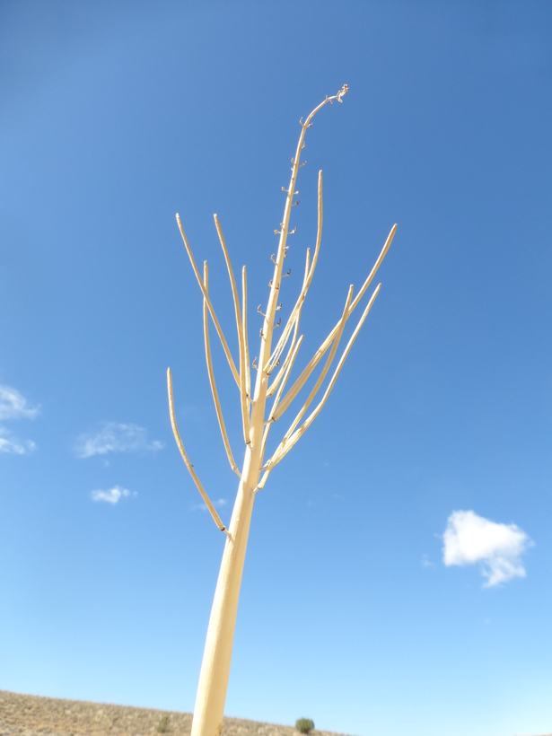 Image of thickstem wild cabbage