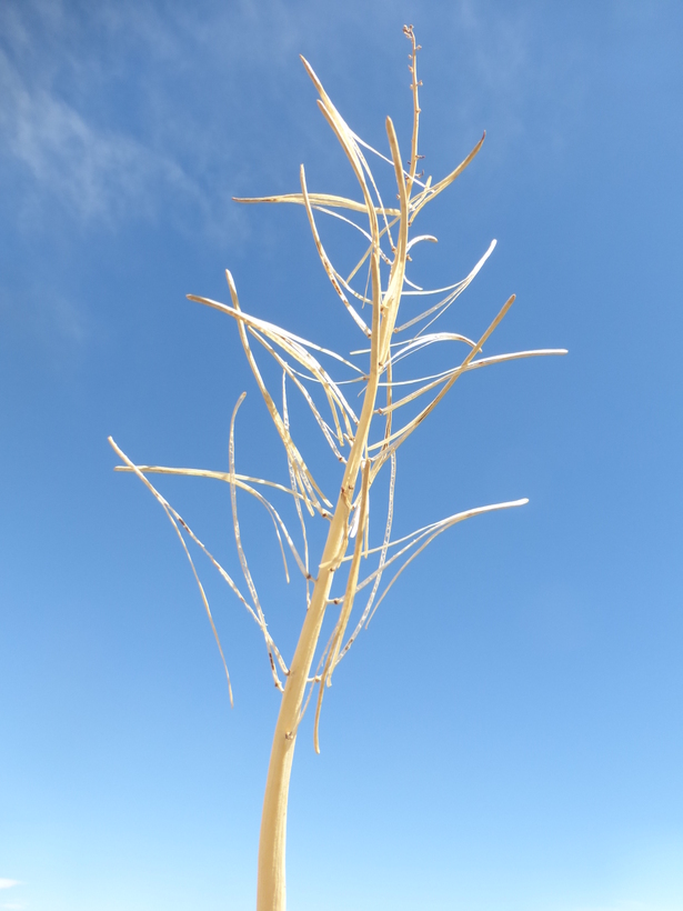 Image of thickstem wild cabbage