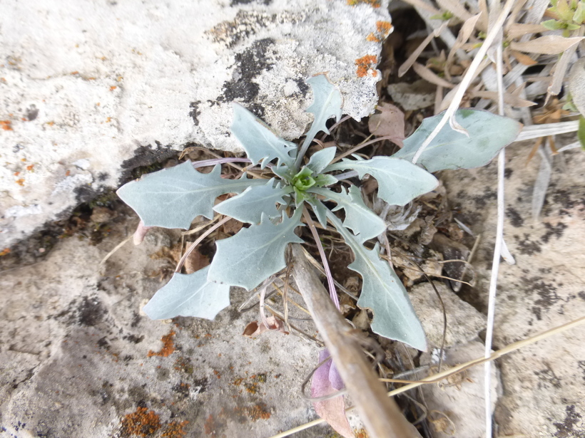 Image of thickstem wild cabbage