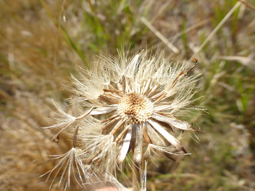 Imagem de Oreostemma elatum (Greene) Greene