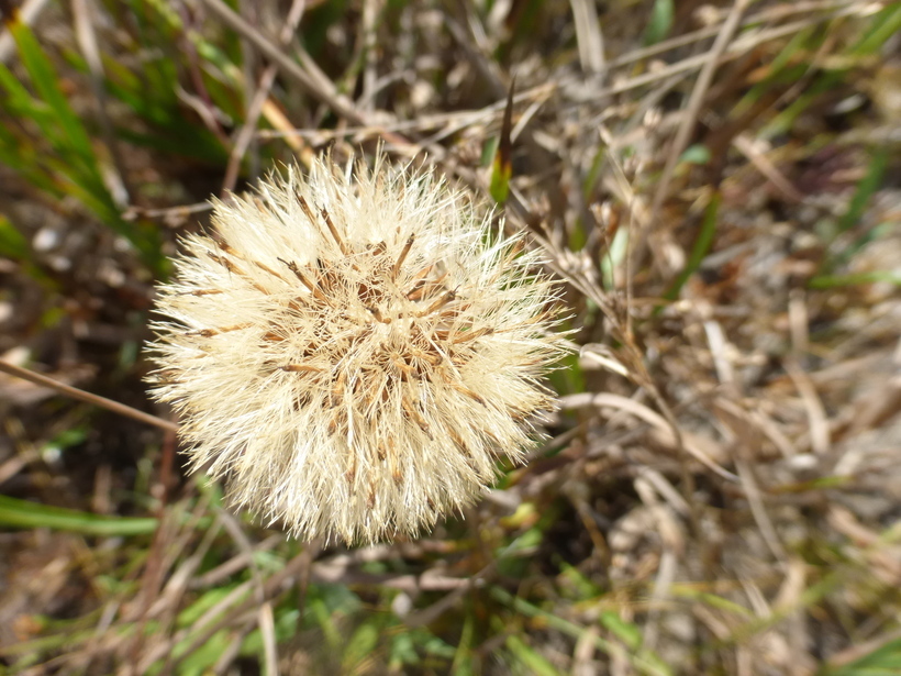 Imagem de Oreostemma elatum (Greene) Greene