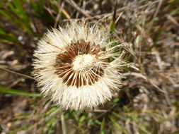 Image of Plumas Mountaincrown