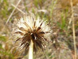 Image of Plumas Mountaincrown