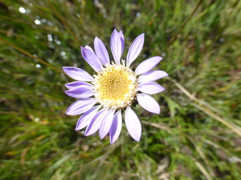 Image of Plumas Mountaincrown