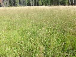 Image of Plumas Mountaincrown