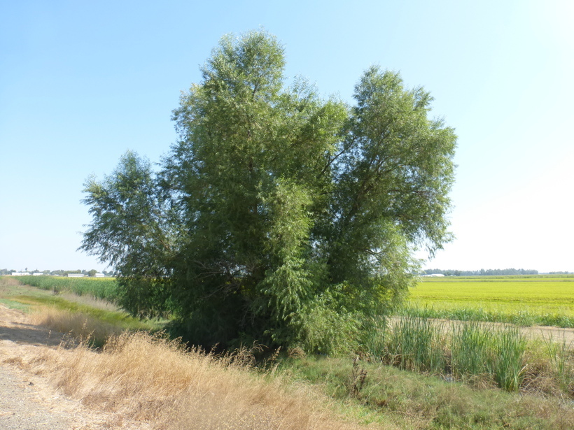 Image of Goodding's willow