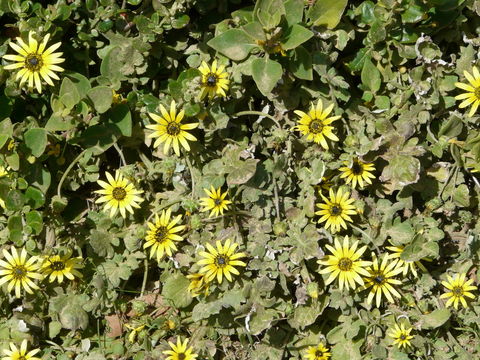 Image de Arctotheca calendula (L.) Levyns