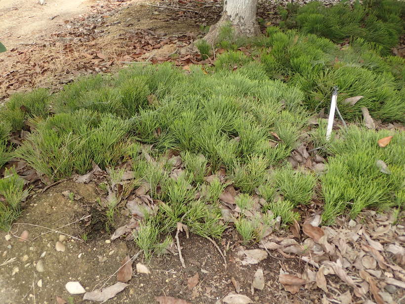 Image of Whisk Ferns