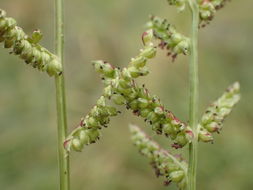 Image of Jungle-Rice