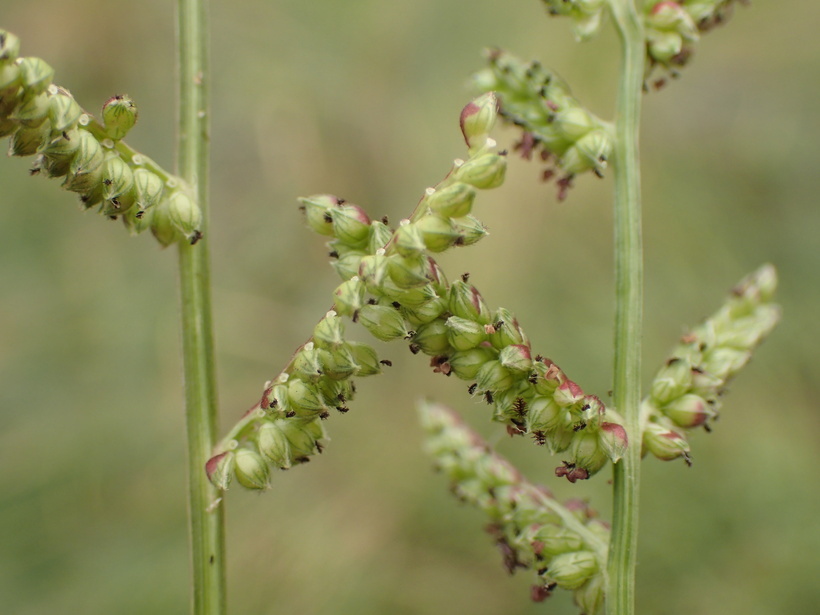 Image of Jungle-Rice