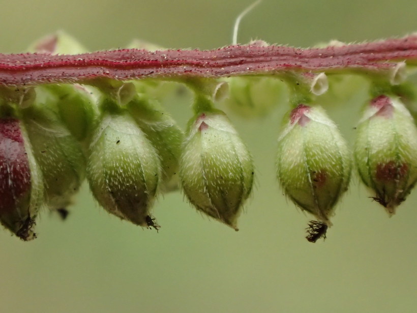 Echinochloa colona (L.) Link resmi