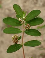 Слика од Euphorbia hypericifolia L.