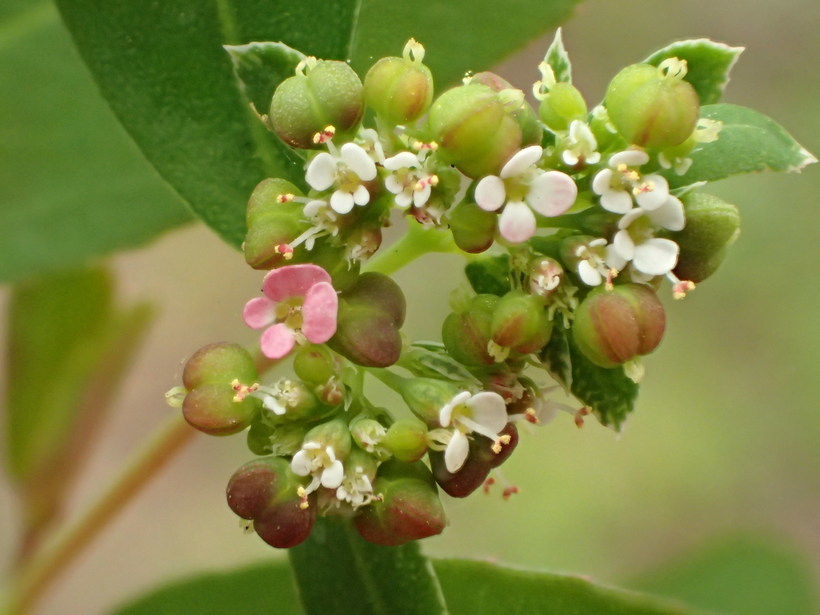 Слика од Euphorbia hypericifolia L.