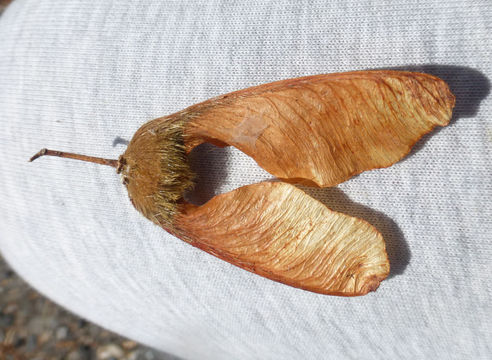 Image of bigleaf maple