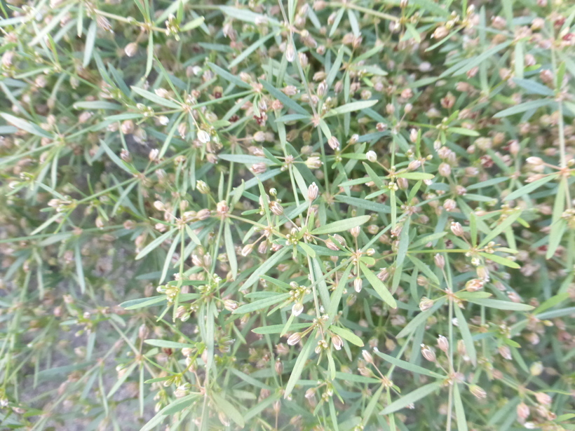 Image of green carpetweed