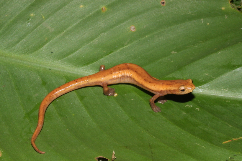 Image of Bolitoglossa insularis Sunyer, Lotzkat, Hertz, Wake, Aléman, Robleto & Köhler 2008