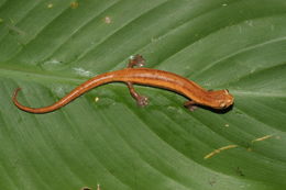 Image of Bolitoglossa insularis Sunyer, Lotzkat, Hertz, Wake, Aléman, Robleto & Köhler 2008