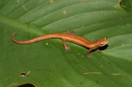 Image of Bolitoglossa insularis Sunyer, Lotzkat, Hertz, Wake, Aléman, Robleto & Köhler 2008