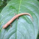 Image of Bolitoglossa insularis Sunyer, Lotzkat, Hertz, Wake, Aléman, Robleto & Köhler 2008