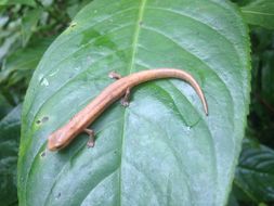 Image of Bolitoglossa insularis Sunyer, Lotzkat, Hertz, Wake, Aléman, Robleto & Köhler 2008