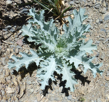 Image of flatbud pricklypoppy