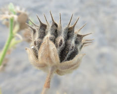 Image of Indianmallow