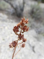 Image of desert sweet