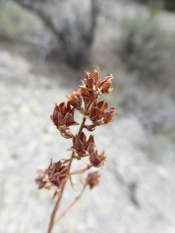 Image of desert sweet