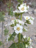 Image of desert sweet