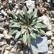 Image of <i>Monolepis nuttalliana</i>