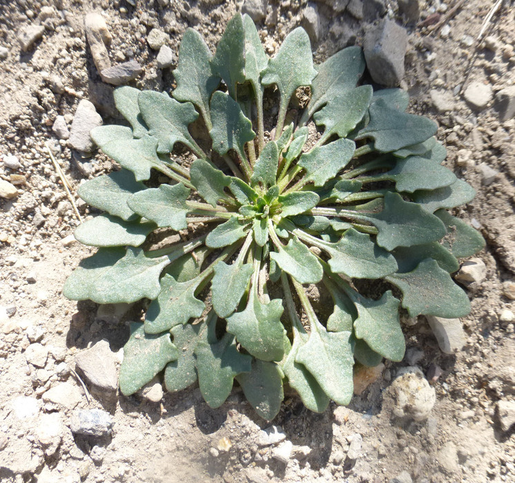 Image of <i>Monolepis nuttalliana</i>