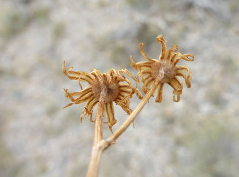 Image of lobeleaf groundsel