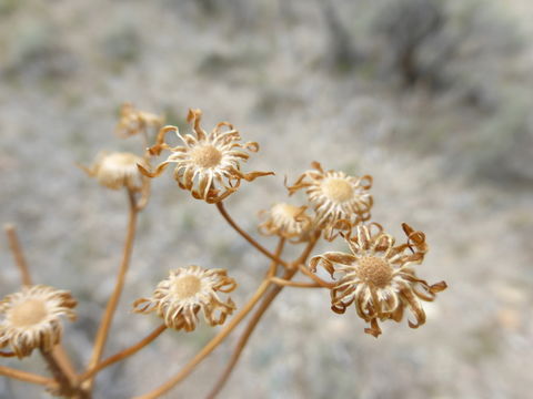 Image of lobeleaf groundsel