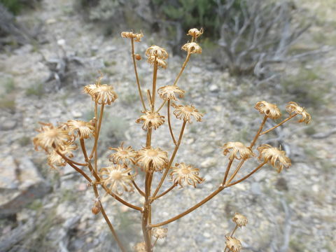 Image of lobeleaf groundsel