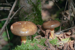 Imagem de Paxillus involutus (Batsch) Fr. 1838