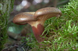 Imagem de Paxillus involutus (Batsch) Fr. 1838