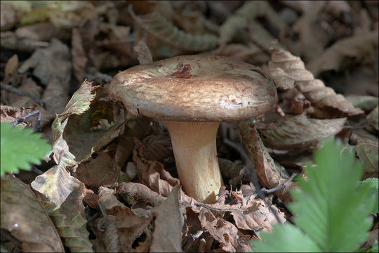 Image of Paxillus involutus (Batsch) Fr. 1838