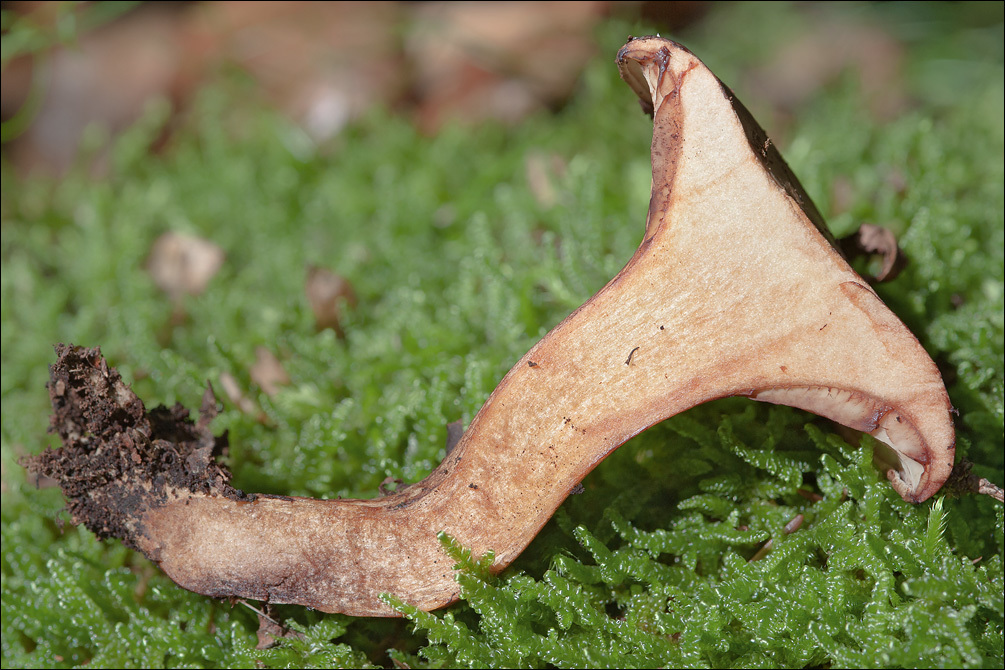 Image of Paxillus involutus (Batsch) Fr. 1838