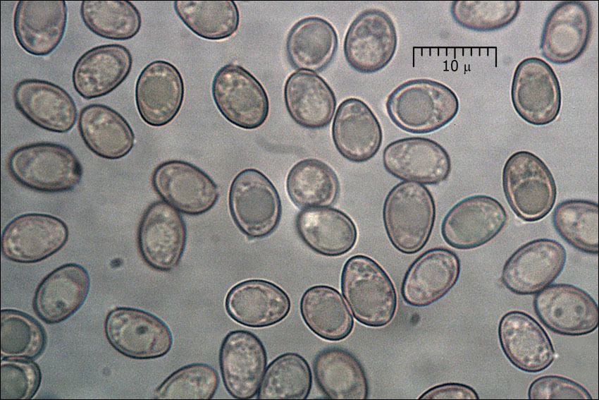 Image of Paxillus involutus (Batsch) Fr. 1838