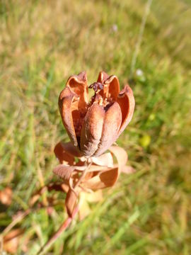 Image of California pitcherplant